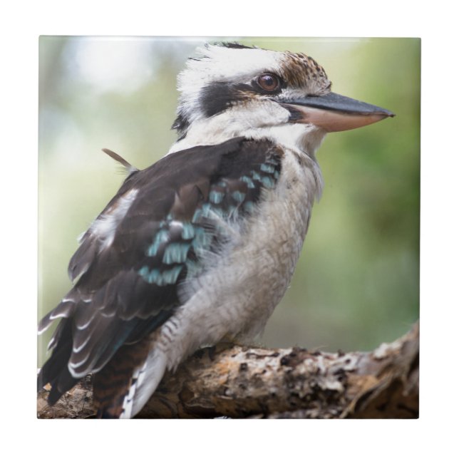 Laughing kookaburra on Fraser Island Australia Tile (Front)