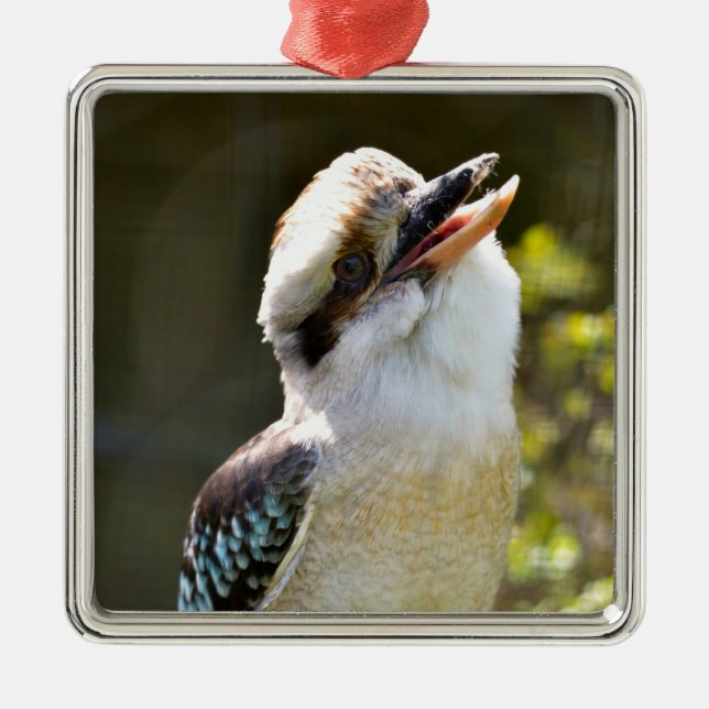 Laughing Kookaburra perched on branch Postcard Squ Metal Tree Decoration (Front)