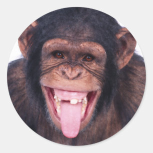 Laughing Monkey Classic Round Sticker