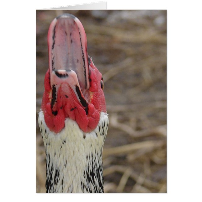 Laughing Muscovy (Front)