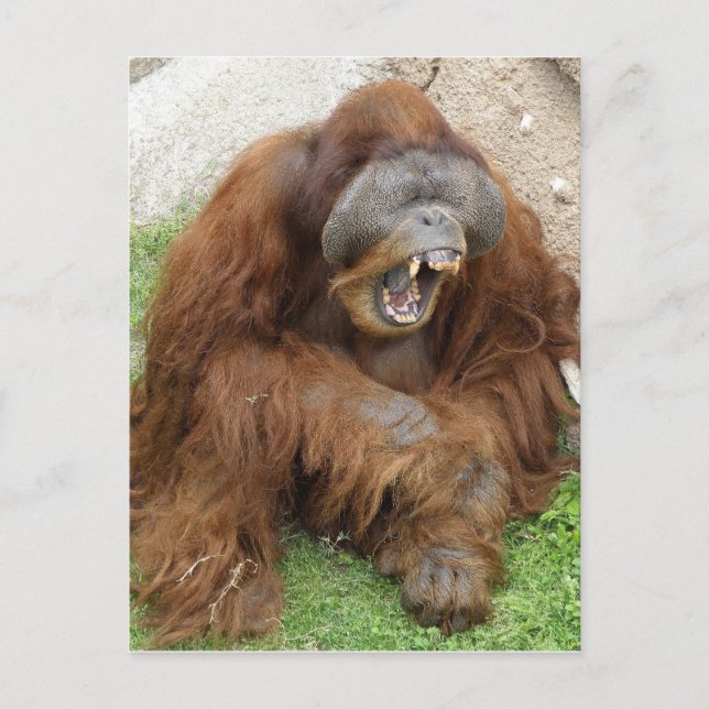 Laughing Orangutan Postcard (Front)