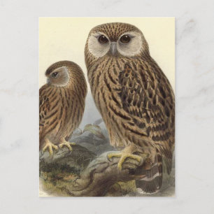 Laughing Owl Vintage Illustration Postcard