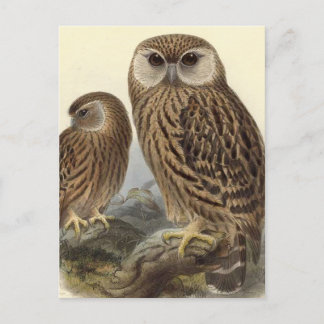 Laughing Owl Vintage Illustration Postcard