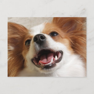 Laughing Papillon Dog Postcards