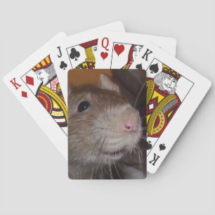 laughing rat playing cards