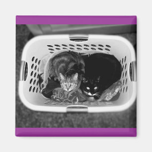 Laundry Basket Kitties Magnet