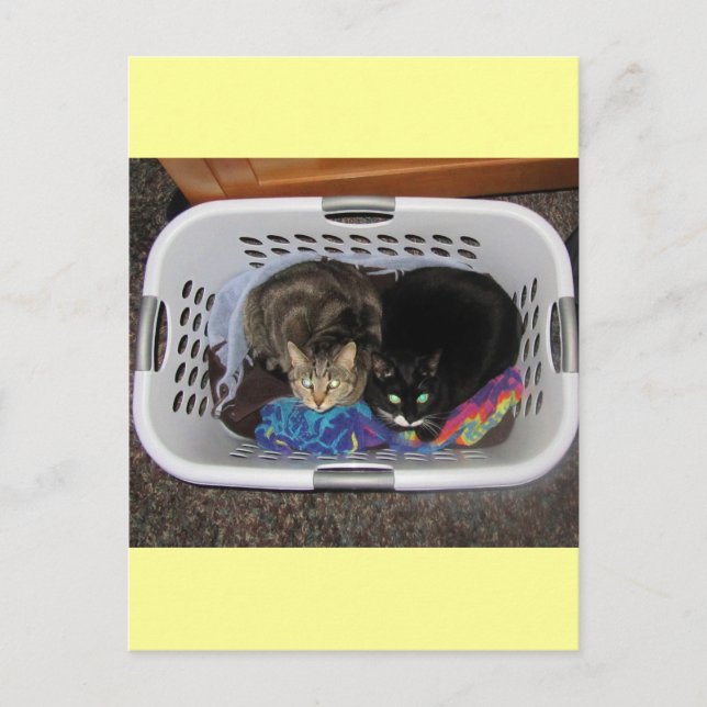 Laundry Basket Kitties Postcard (Front)