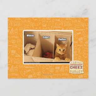 Laundry Cat Postcard