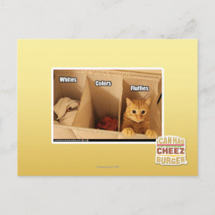 Laundry Cat Postcard