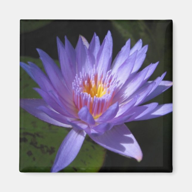 Laura Frase Magnet (Front)