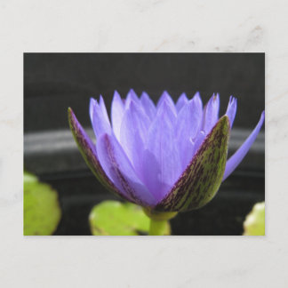 Laura Frase Postcard