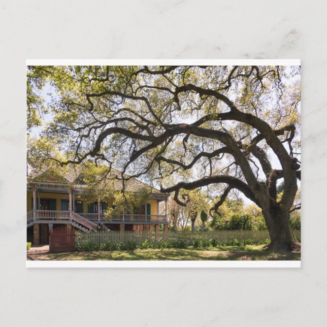 Laura Plantation,  New Orlean Postcard (Front)