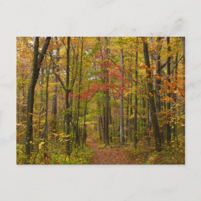 Laurel Hill Trail in Fall Postcard (Front)