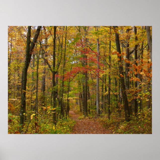 Laurel Hill Trail in Fall Poster (Front)