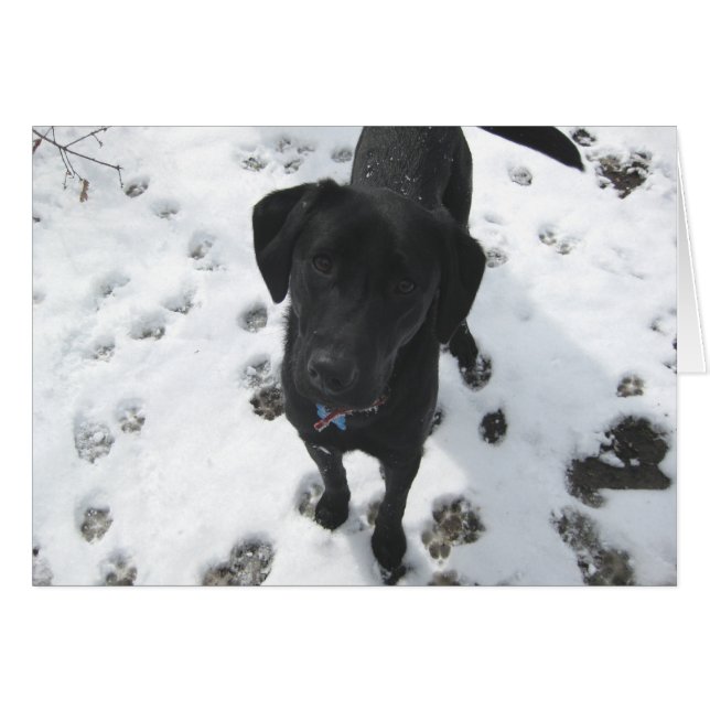 Laurel in the snow (Front Horizontal)