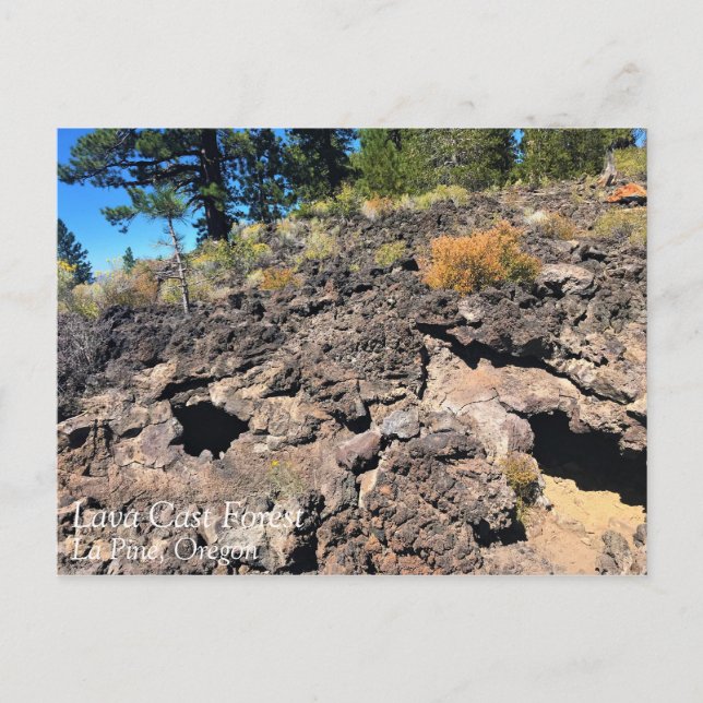 Lava Cast Forest, Oregon Postcard (Front)