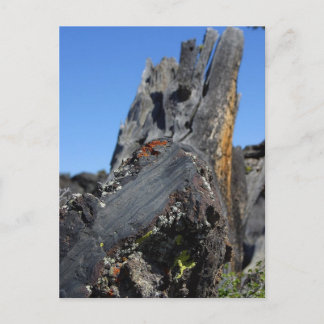 Lava Crators Postcard