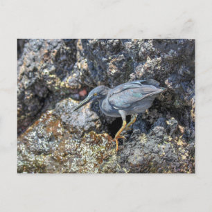 Lava Heron, Galapagos Islands Postcard