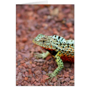 Lava Lizard