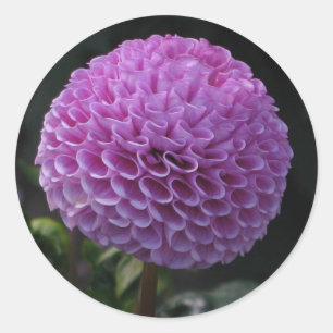 Lavander Dahlia Classic Round Sticker