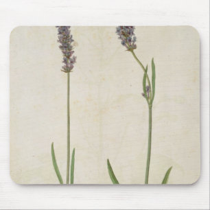 Lavandula officinalis (Old English Lavender), c.15 Mouse Mat