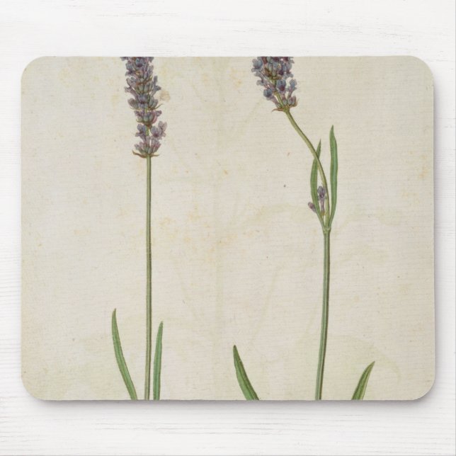 Lavandula officinalis (Old English Lavender), c.15 Mouse Mat (Front)