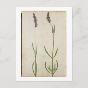 Lavandula officinalis (Old English Lavender), c.15 Postcard