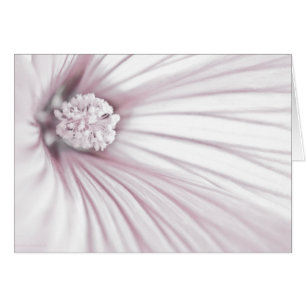 Lavatera Flower Macro Card