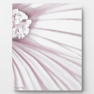 Lavatera Flower Macro Plaque