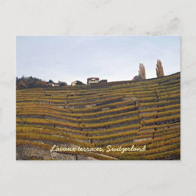 Lavaux terraces postcard (Front)