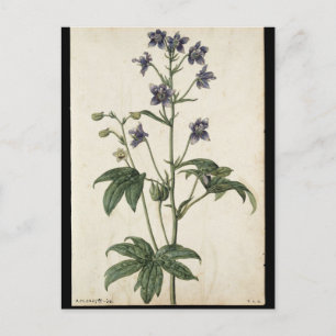 Lavendar by Jacques de Morgues Postcard