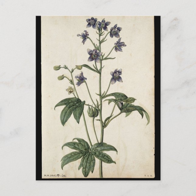 Lavendar by Jacques de Morgues Postcard (Front)