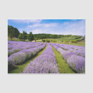 Lavendar Fields Tissue Paper