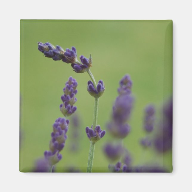 Lavendar Floral Magnet (Front)