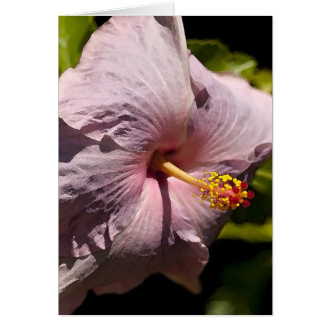 Lavendar Hibiscus (Front)