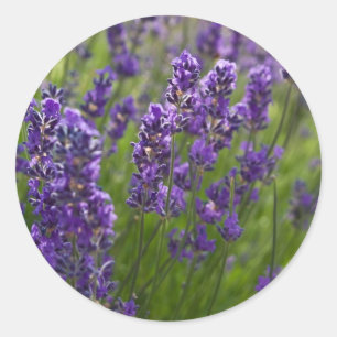 Lavendar   Lavendel Classic Round Sticker