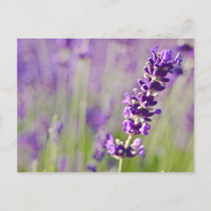 Lavendar Lavendel Postcard