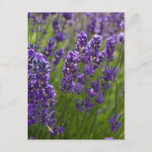 Lavendar Lavendel Postcard