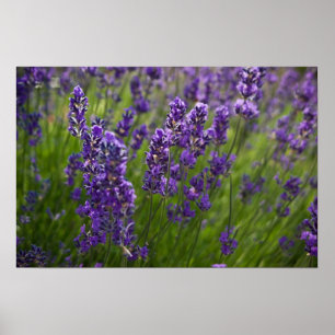 Lavendar   Lavendel Poster