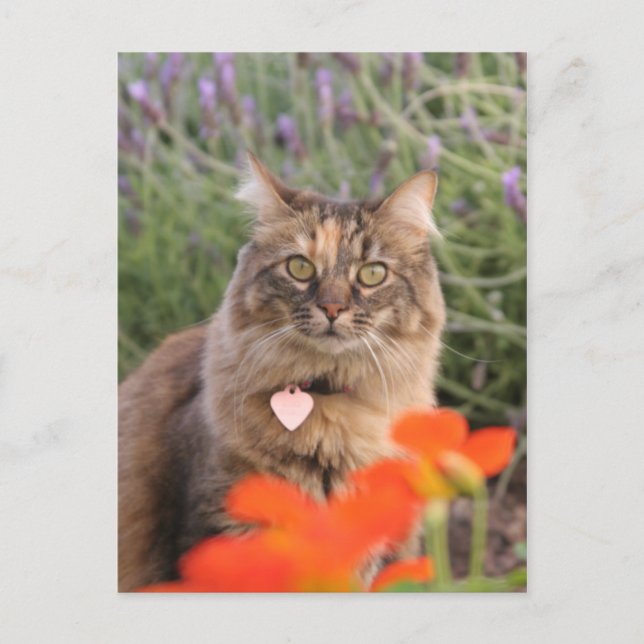 Lavendar, Nasturtium,  and a Tortoiseshell Cat Postcard (Front)