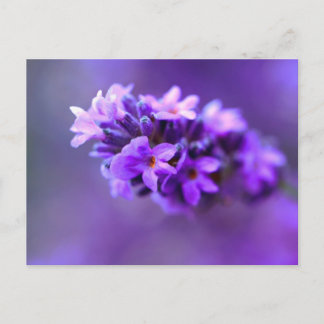 lavendar postcard