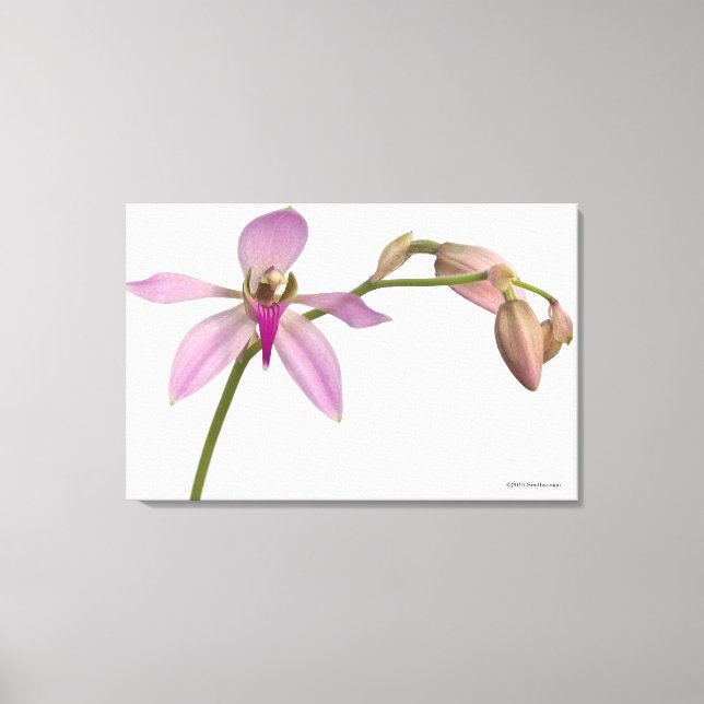 Lavendar Purple Orchid Canvas Print (Front)