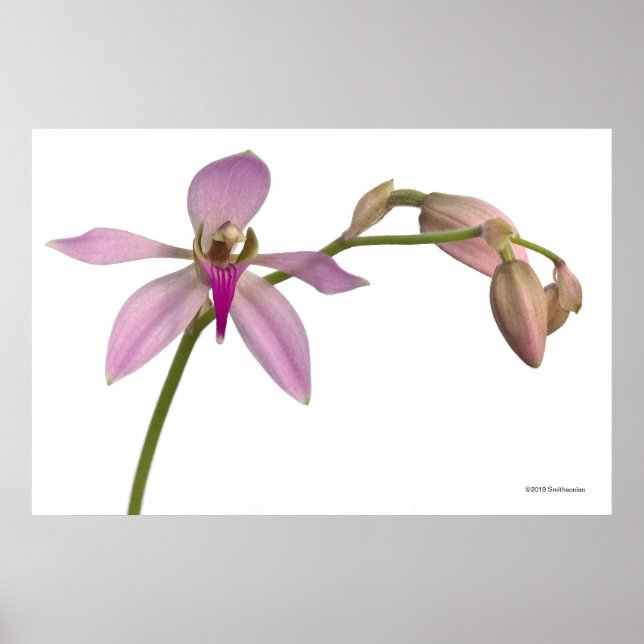 Lavendar Purple Orchid Poster (Front)