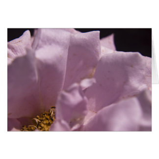 Lavendar Rose Petals Card