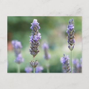 Lavendel Postcard