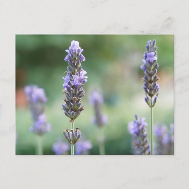 Lavendel Postcard (Front)