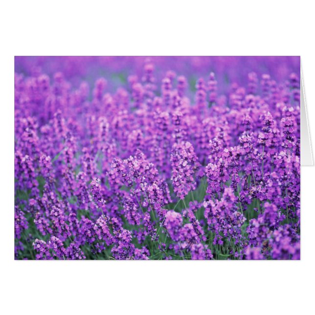 Lavender (Front Horizontal)