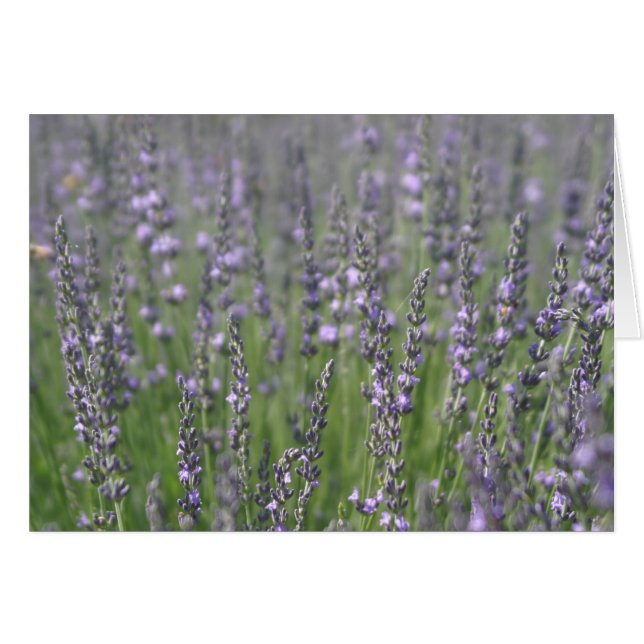 Lavender (Front Horizontal)