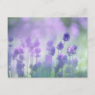 Lavender 2 postcard