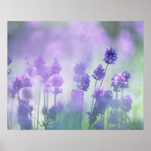 Lavender 2 poster
